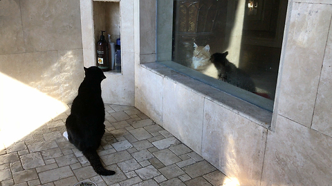 Cat watches in shock as his brother takes a shower