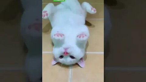 cute cat videos 😹 funny videos 😂1035😻#shorts #shortsfunny #cutecat #catvideos#catsfood #catscare