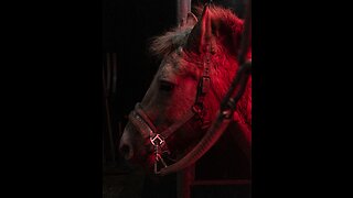 01.31.23 - ENDTIMES CHAT with GJ and DAN - The Rider on the RED HORSE