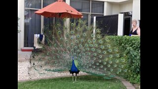 Elegant Peacock Displaying His Feathers