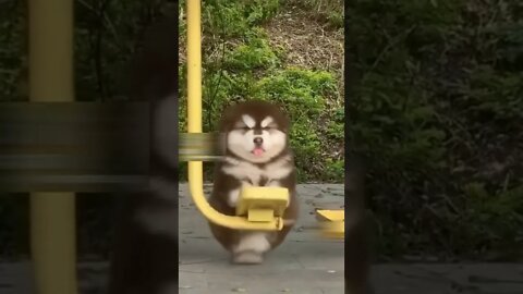 Adorable puppy on swing #shorts #dog