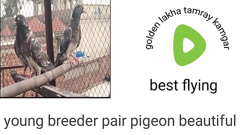 Sabaz china breeder pair rampuri pigeon beautiful
