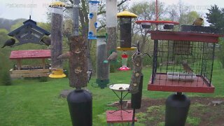 Pine Siskins in April on PA Bird Feeder 1