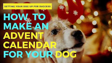 How to Make an Advent Calendar for your Dog ►►For Christmas