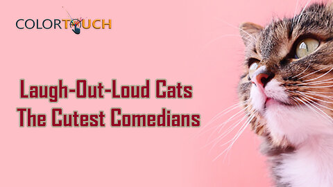 Laugh-Out-Loud Cats The Cutest Comedians !!!