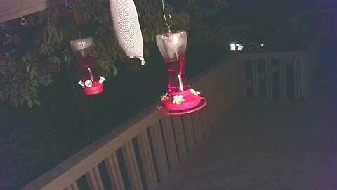 Live Bird Feeder Sept 18 2021 "Frogs All night" Asheville NC. In the mountains.