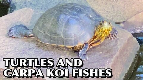 TURTLES AND CARPA KOI FISHES #turtle #turtles #carpakoi #koi #fish #koifish #carpafish #usa #brasil