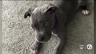 Detroit man arrested for beating puppy after video of assault goes viral