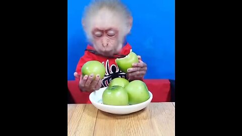 Monkey eating apple 🍏