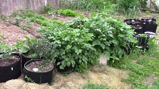 May Gardening Update - Potatoes, Corn, Peas, Beans, and Peppers