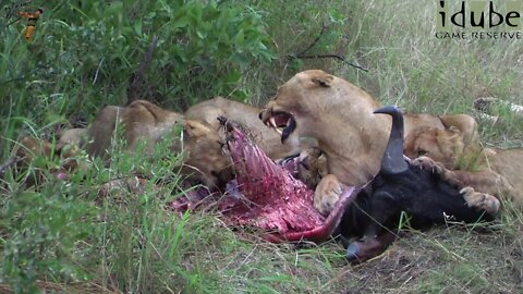 Lion Pride Feeding on a Wildebeest