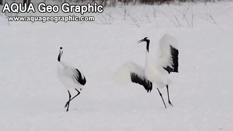 The Loving Dance of a Red-Crowned Crane Couple