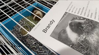 29 guinea pigs found dead behind Hillsborough County Walmart; animal control investigating