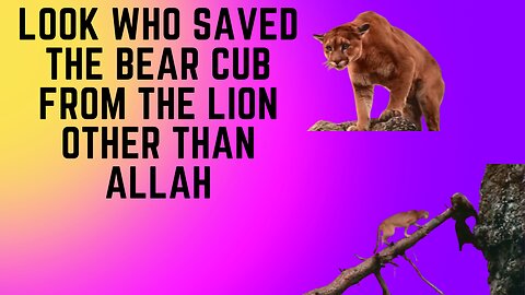 The bear cub cried out to Allah and Allah saved him from the lion