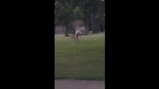 Albino deer spotted in Buffalo