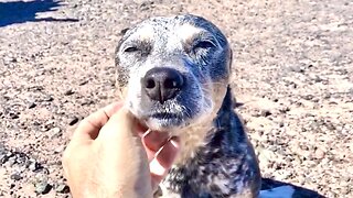 Zippy Blue Heeler Sixth Sense Says Something Isn't Right...