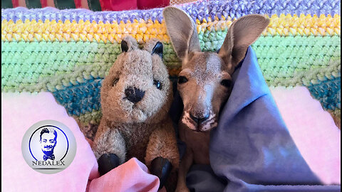 Baby Kangaroos & Joeys