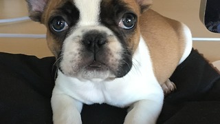 Tiny puppy desperately wants to play with much larger dog