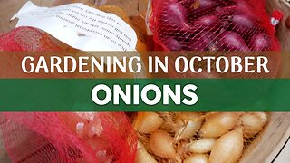 How to Grow Onions: Inspecting Sets