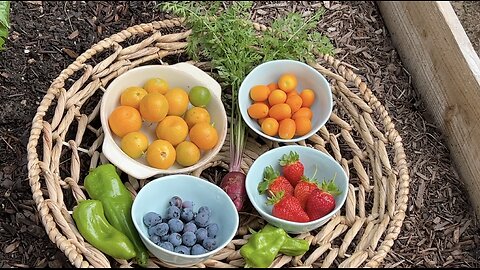 Early Morning Backyard Harvest