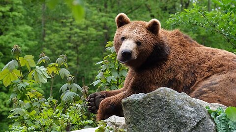Majestic Bears in the Wild -Beautiful nature video - wild animal beautiful video - Bears - Animal