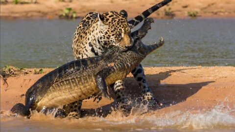 Who wins in a fight between CROCODILE vs TERRESTRIAL PREDATORS - Crocodile Hunting