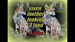 🦊Ajax's our friendly urban vixen is back - at the door and looking for chicken & love