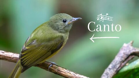 ABRE ASA - Ochre Bellied Flycatcher - Somente o Canto