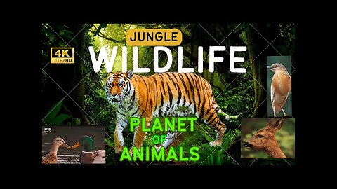 Untamed Beauty: Exploring the Planet of Animals in 4K