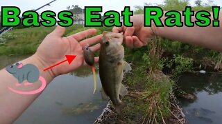 Frogs, Poppers and Rats - Week in review - Bass Topwater