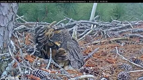 🥚 Sneaking a Peek at The Egg 🦉 2/17/22 14:08