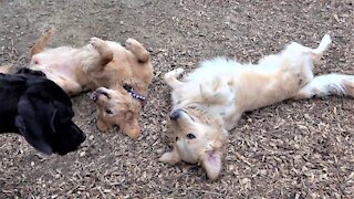 Golden Retrievers play as confused Great Dane puppy looks on