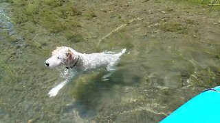 Sierra Jack Russell river rafting.