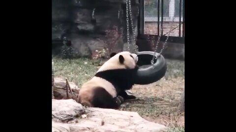 Panda Plays Funny