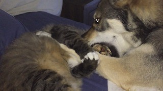 Patient cat puts up with extremely playful dog
