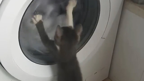 Kitten gets mind blown by washing machine
