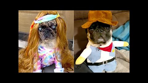 FUNNY99TEAM | DOGS DRESSING UP FOR HALLOWEEN! | FUNNY ANIMALS