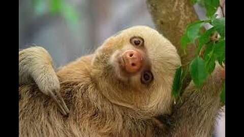 Baby Sloths Being Sloths - FUNNIEST Compilation