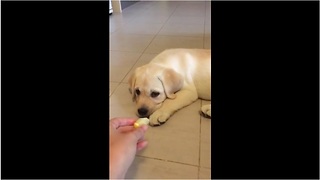 Labrador puppy very unsure of healthy food