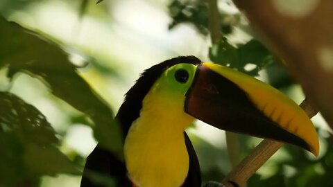 Yellow-throated toucan eating berries in a tree Costa Rica beautiful wildlife