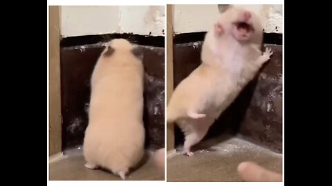 The way he’s screaming 😂😂😂 #rumble #youtube #viral