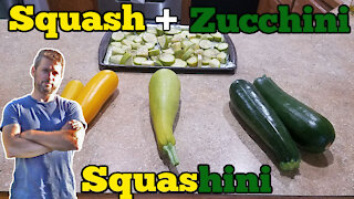 Hybrid F2 Squash Plant - Squashini