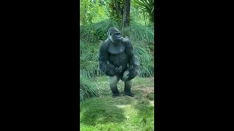 Funny Gorilla