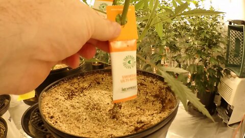 Koppert Pest Prevention, 100 Subscriber Giveaway, 10x10 Grow Tent, Girl Scout Cookie & Green Potion