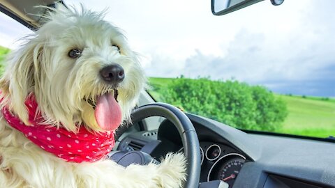 The strangest video of a dog driving a car full of dogs