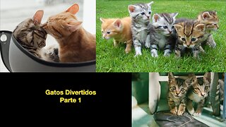 Gatos Divertidos - Parte 1