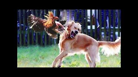 🤣 Funniest 🐶 Dogs and 😻 Cats - Awesome Funny Pet Animals Fight 😇