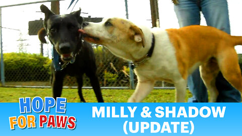 Millie and Shadow update (by Eldad Hagar)