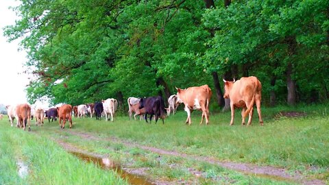Коровы дождливую погоду на природе - смотреть домашние животные