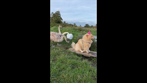 Floofing their nest with dogs tail